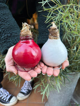 Load image into Gallery viewer, Waxed Hippeastrum Bulbs - Amaryllis
