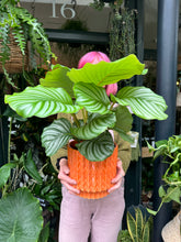 Load image into Gallery viewer, Calathea orbifolia / Prayer Plant
