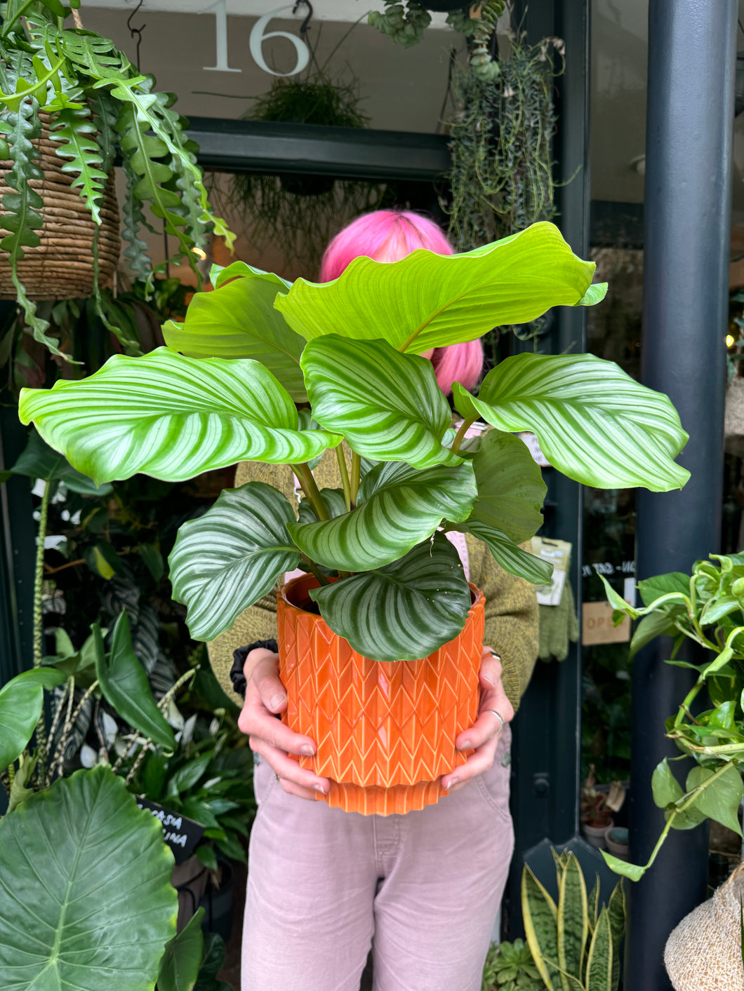 Calathea orbifolia / Prayer Plant