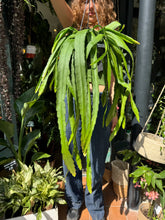 Load image into Gallery viewer, Epiphyllum ackermanii - Orchid Cactus
