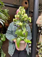 Load image into Gallery viewer, Kalanchoe pinnata / Magic Bells / Cathedral Bells
