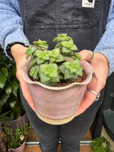 Load image into Gallery viewer, Crassula perforata / String of Buttons
