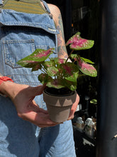 Load image into Gallery viewer, Caladium Casey / Angel Wings
