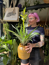 Load image into Gallery viewer, Tillandsia oerstediana / Flaming Sword Bromeliad - *Local Delivery or Local Pick Up only*
