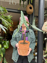 Load image into Gallery viewer, Alocasia tigrina Superba / Elephant Ear / Tiger Alocasia - *Local Delivery or Local Pick Up Only*
