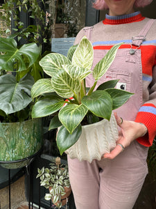 Philodendron Birkin 'White Wave'