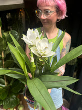 Load image into Gallery viewer, Curcuma alismatifolia Siam Sisto / Siam Tulip
