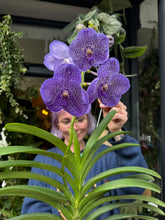 Load image into Gallery viewer, Hanging Vanda Orchid - Mixed Flower Colours
