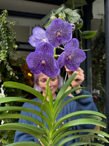 Hanging Vanda Orchid - Mixed Flower Colours
