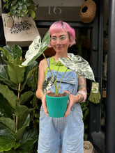 Load image into Gallery viewer, Alocasia micholitziana Frydek Variegata / Variegated Elephant Ear
