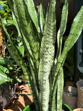 Load image into Gallery viewer, Sansevieria trifasciata Zeylanica / Snake Plant - *Local Delivery or Pick Up Only*
