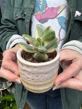 Load image into Gallery viewer, Crassula ovata Variegata / Variegated Jade Plant
