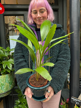 Load image into Gallery viewer, Licuala grandis / Ruffled Fan Palm
