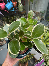 Load image into Gallery viewer, Hoya australis Blondie / Wax plant
