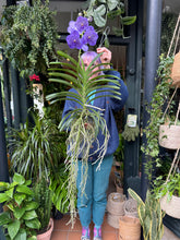 Load image into Gallery viewer, Hanging Vanda Orchid - Mixed Flower Colours
