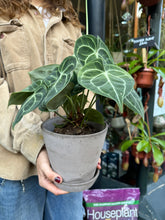 Load image into Gallery viewer, Anthurium clarinervium / Velvet Cardboard Anthurium
