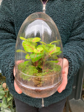 Load image into Gallery viewer, Glass Egg Sealed Terrarium - *Local Delivery or Local Pick Up Only*
