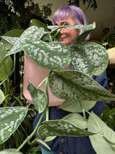 Load image into Gallery viewer, Epipremnum pictus Trebie / Satin Pothos
