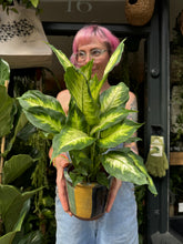 Load image into Gallery viewer, Dieffenbachia Camilla / Dumb Cane
