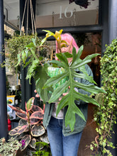 Load image into Gallery viewer, Philodendron mayoi / Tahiti Philodendron
