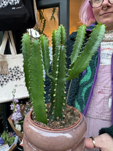 Load image into Gallery viewer, Euphorbia triangularis / Chandelier Tree

