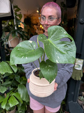 Load image into Gallery viewer, Monstera Thai Constellation / Variegated Cheese Plant
