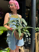 Load image into Gallery viewer, Epipremnum amplissimum Silver / Silver Streak / Silver Stripe
