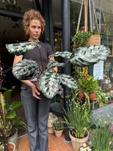 Load image into Gallery viewer, Calathea Helen Kennedy / Prayer Plant - *Local Delivery or Local Pick Up Only*

