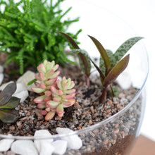 Load image into Gallery viewer, Make Your Own Succulent Terrarium Workshop
