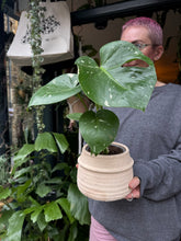 Load image into Gallery viewer, Monstera Thai Constellation / Variegated Cheese Plant
