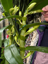 Load image into Gallery viewer, Dendrobium nobile / Nobile Dendrobium / Orchid
