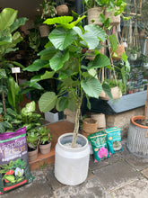 Load image into Gallery viewer, Ficus umbellata - *Local Delivery or Local Pick Up Only*
