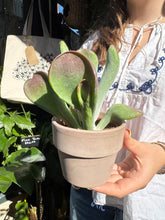 Load image into Gallery viewer, Kalanchoe luciae Oricula / Oricula Paddle Plant

