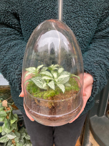 Glass Egg Sealed Terrarium - *Local Delivery or Local Pick Up Only*