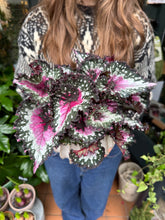 Load image into Gallery viewer, Begonia Rex Purple Blush / Rex Begonia
