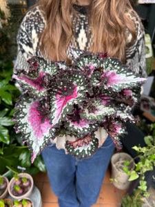 Begonia Rex Purple Blush / Rex Begonia