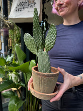 Load image into Gallery viewer, Opuntia rubescens Consolea / Road Kill Cactus
