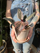 Load image into Gallery viewer, Philodendron Birkin Pink / Pink Bikini
