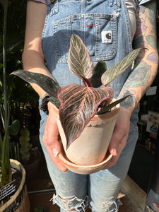 Philodendron Birkin Pink / Pink Bikini
