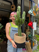 Load image into Gallery viewer, Euphorbia abyssinica Erytrea / Candelabra Cactus - *Local Delivery or Local Pick Up Only*
