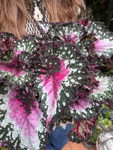 Load image into Gallery viewer, Begonia Rex Purple Blush / Rex Begonia
