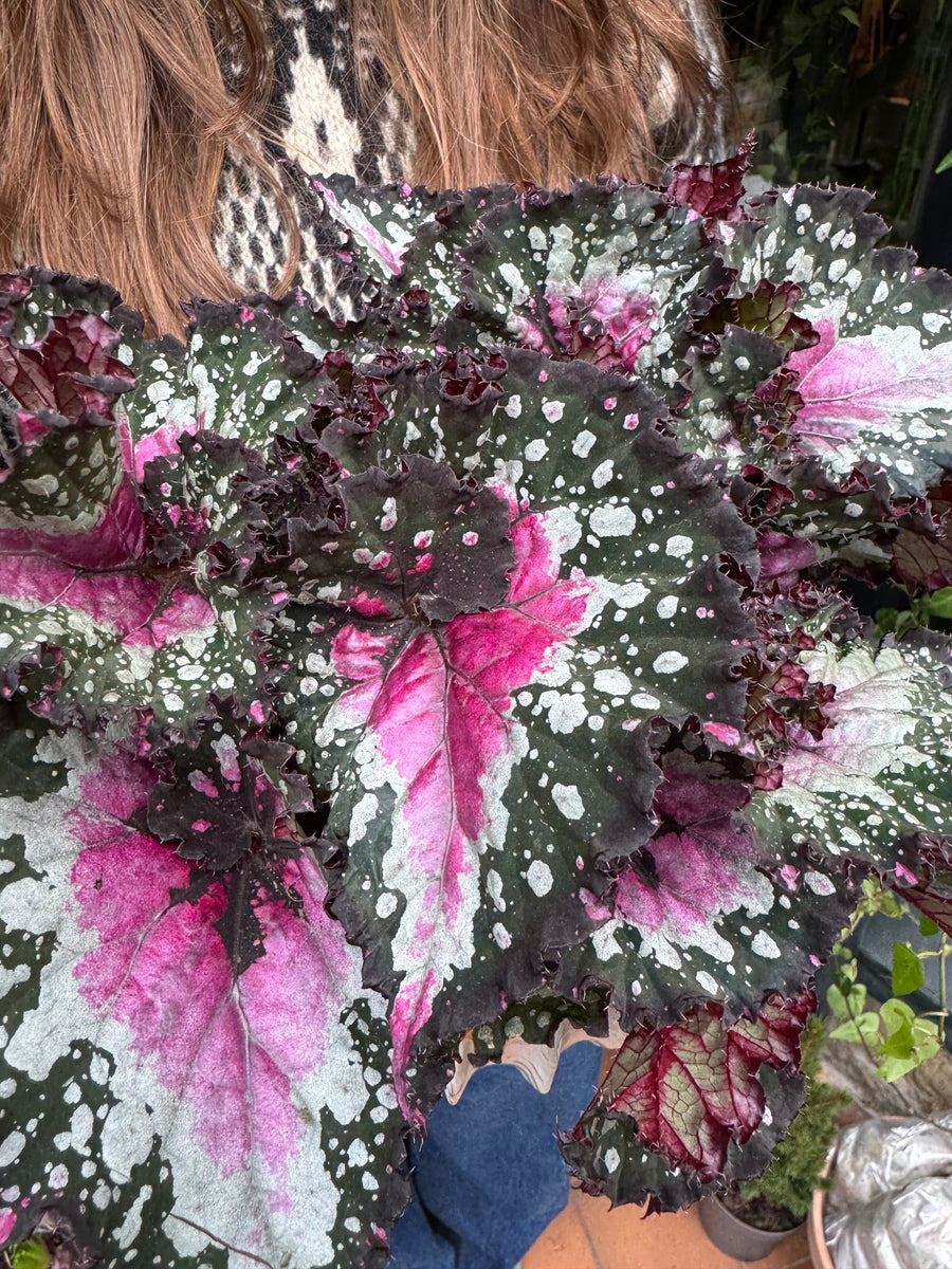 Rex Raptor Blush Begonia Rex Purple Blush / Rex Begonia – Pilea Plant Shop