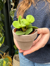 Load image into Gallery viewer, Peperomia tetraphylla Hope
