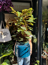 Load image into Gallery viewer, Calathea makoyana / Prayer Plant - *Local Delivery or Local Pick Up Only*
