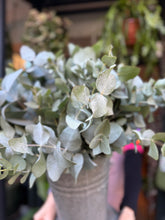 Load image into Gallery viewer, Eucalyptus cinerea - Price Per Bunch
