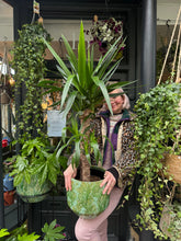 Load image into Gallery viewer, Yucca elephantipes / Spineless Yucca - *Local Delivery Or Pick Up Only *

