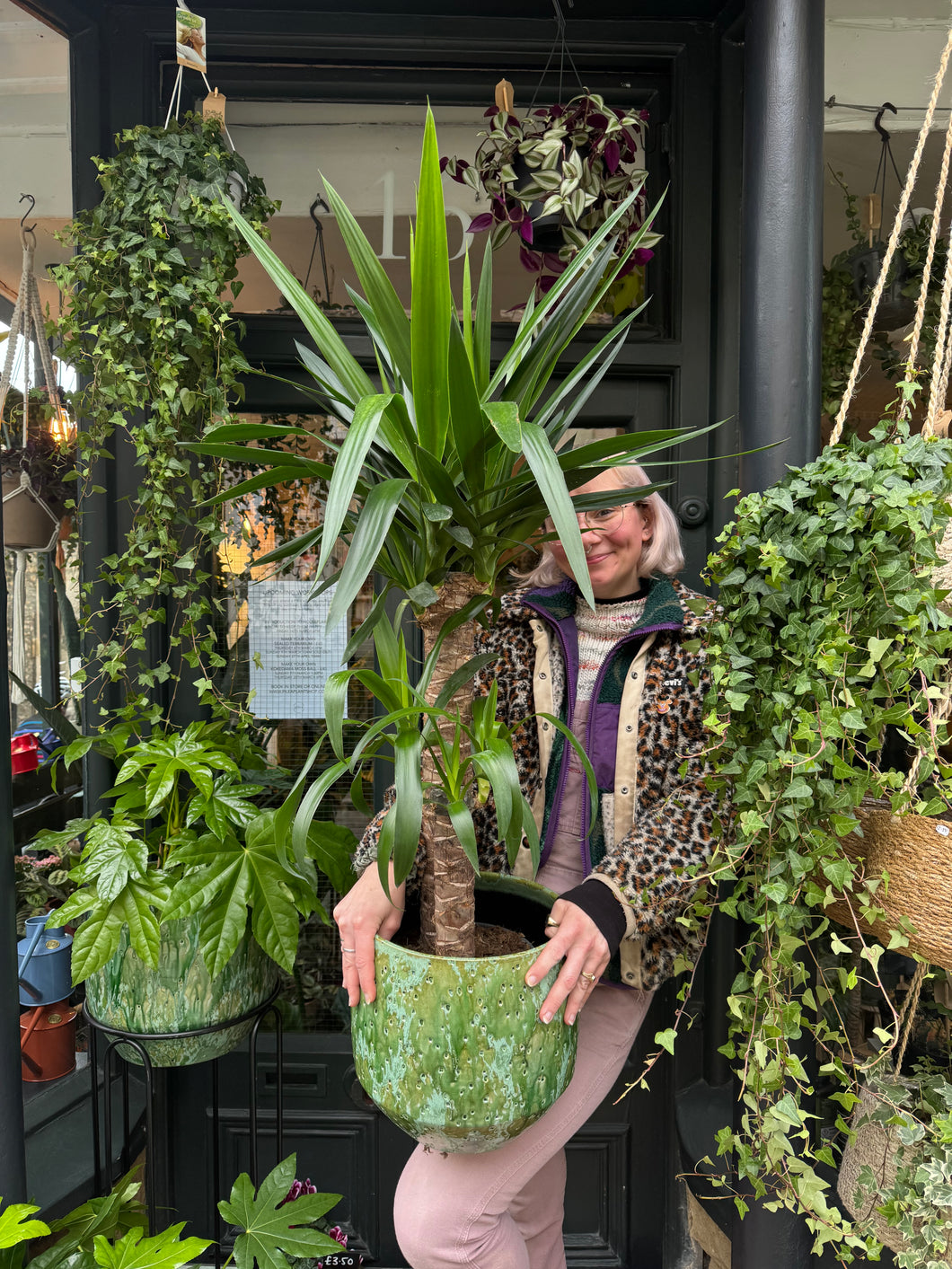 Yucca elephantipes / Spineless Yucca - *Local Delivery Or Pick Up Only *