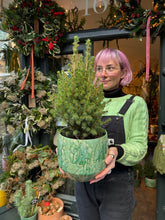 Load image into Gallery viewer, Picea glauca December / Dwarf Conifer - 17cm Pot
