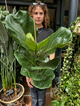 Load image into Gallery viewer, Ficus lyrata / Fiddle Leaf Fig - *Local Delivery or Local Pick Up Only*
