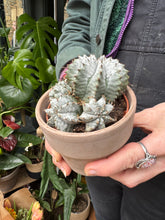 Load image into Gallery viewer, Euphorbia horrida / African Milk Barrel
